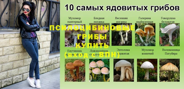прущие грибы Вязьма